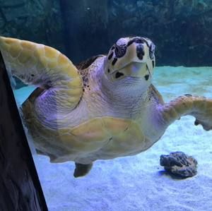 Meet your Posher, Ellen